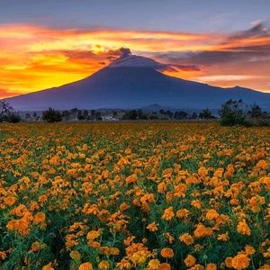 Meet your Posher, Francisco